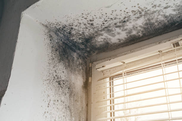 Affordable Mold Removal solutions in Bennett, CO